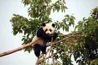 Photos of young  Great  Panda.